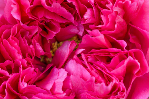 istock Chinese Peony in Full Bloom 1220036170