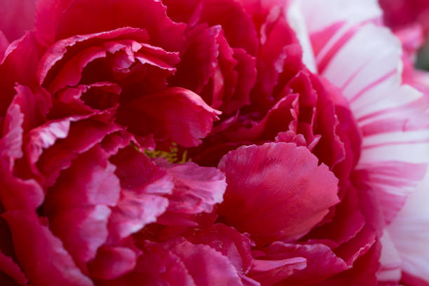 Closeup of a blooming Chinese red and white peony