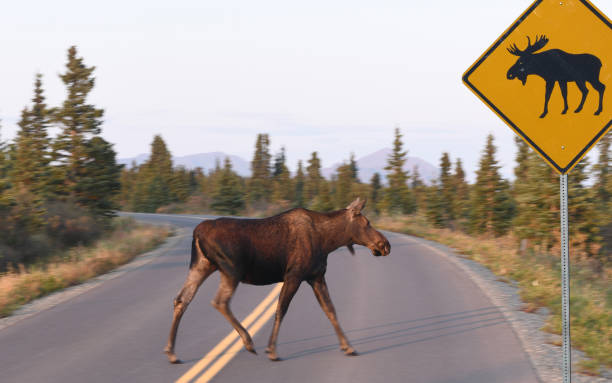 elch überquert die straße in alaska, usa - moose crossing sign stock-fotos und bilder