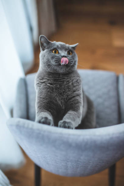istock Funny British cat licking and playing on chair. 1220036838