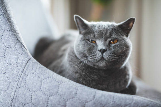 gato británico acostado relajado en la silla entrecerrando los ojos. - entrecerrar los ojos fotografías e imágenes de stock