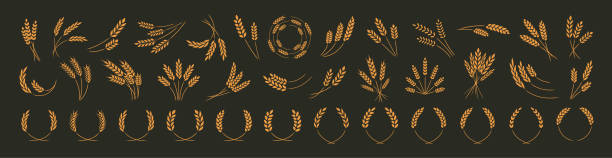 ilustrações, clipart, desenhos animados e ícones de conjunto de ícones de orelha de trigo amarelo e coroas de trigo isoladas em um fundo preto, ilustração vetorial. - trigo