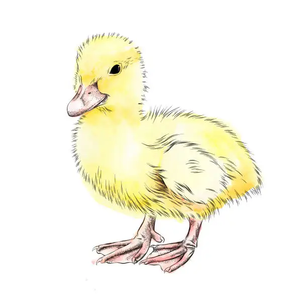 Vector illustration of Baby Duck Ink and Watercolor Vector Illustration
