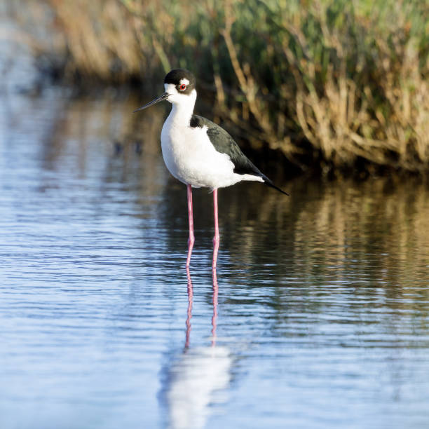 schwarzhals-stiltfutter - himantopus himantopus mexicanus stock-fotos und bilder