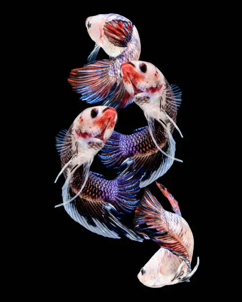 Art pattern created by bettafish