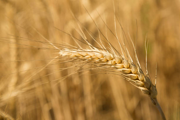 istock Golden Wheat stock photo 1220039558