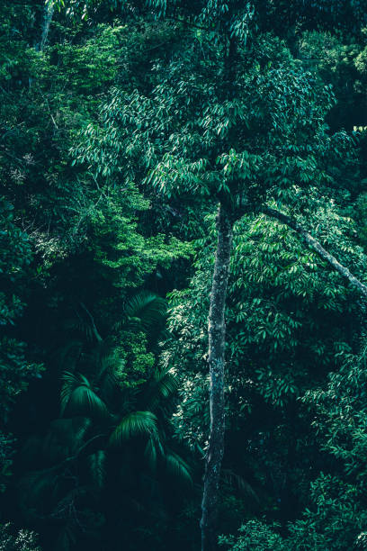 istock Beautiful tropical forest with bright sun shining through the trees 1220039563