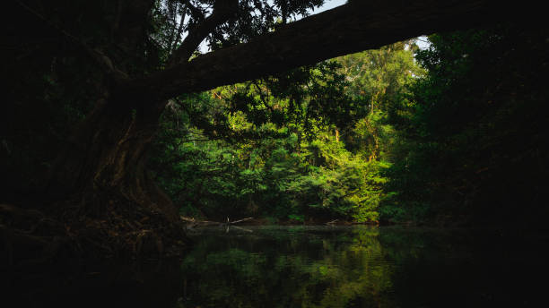 istock Beautiful tropical forest with bright sun shining through the trees 1220039568
