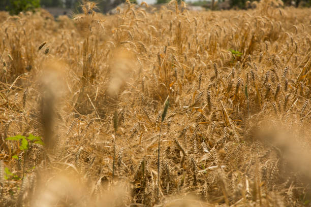 istock Golden Wheat stock photo 1220039621