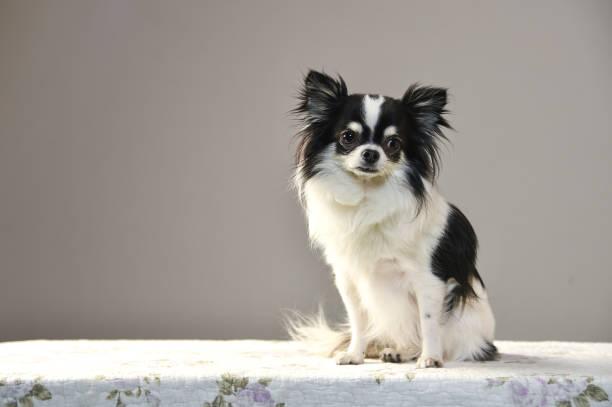 istock Chihuahua portrait 1220040345