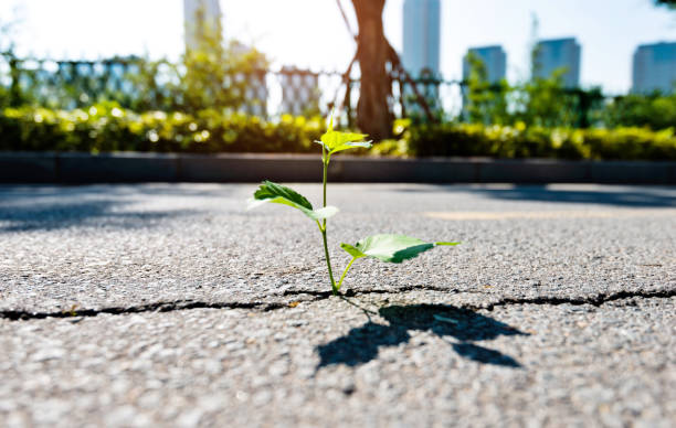 istock Green plant growing through concrete floor 1220040438