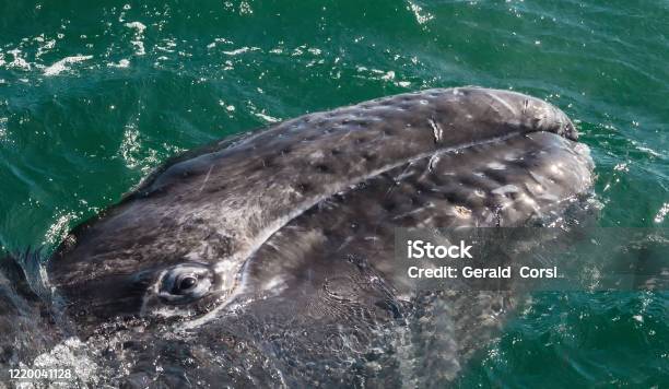 Eye Of The Gray Whale San Ignacio Lagoon Baja California Mexico Stock Photo - Download Image Now