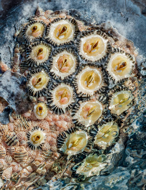Ectoparasites on skin of the Gray Whale, Eschrichtius robustus;  San Ignacio Lagoon, Baja California, Mexico; Whale Barnacles ( Cryptolepas rhachianecti); Whale Lice ( Cyamus scammoni, Cyamus ceti, Cyamus kessleri); Whale barnacles attach themselves to th Ectoparasites on skin of the Gray Whale, Eschrichtius robustus;  San Ignacio Lagoon, Baja California, Mexico; Whale Barnacles ( Cryptolepas rhachianecti);"nWhale Lice ( Cyamus scammoni, Cyamus ceti, Cyamus kessleri);"nWhale barnacles attach themselves to the bodies of baleen whales during the barnacles's free-swimming larval stage.  A whale louse is a parasitic crustacean of the family Cyamidae. Whale lice are external parasites, found in skin lesions, genital folds, nostrils and eyes of marine mammals of the order Cetacea. el vizcaino biosphere reserve stock pictures, royalty-free photos & images