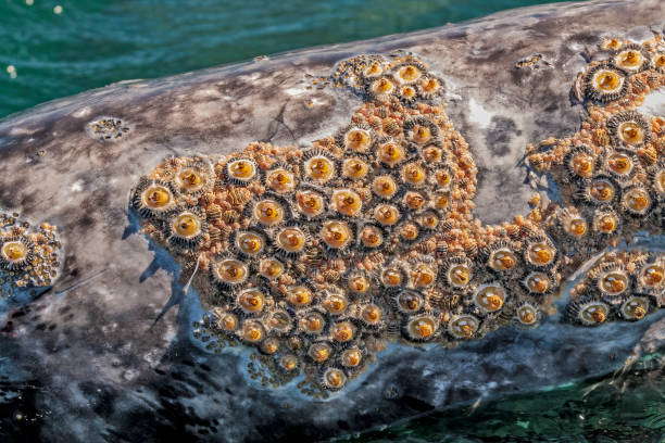 Barnacles On Whales