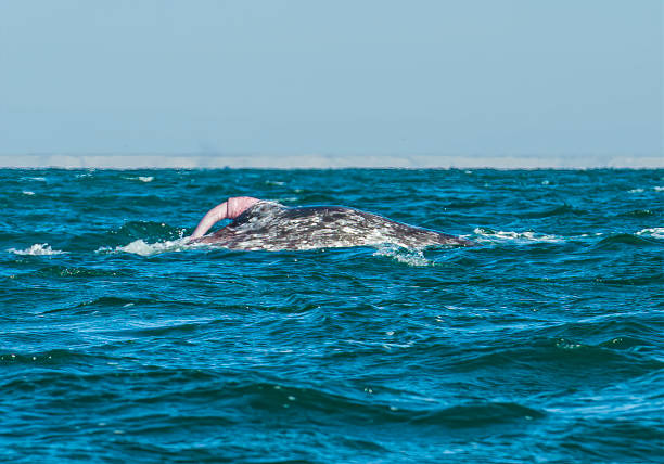 Gray whale penis out of the water. San Ignacio Lagoon, Baja California Sur, Mexico. Gray whale penis out of the water. San Ignacio Lagoon, Baja California Sur, Mexico. baleen whale stock pictures, royalty-free photos & images