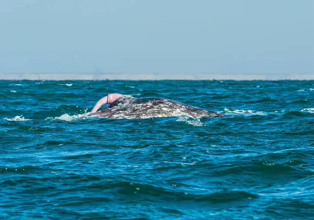 Gray whale penis out of the water. San Ignacio Lagoon, Baja California Sur, Mexico.