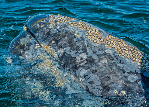 Ectoparasites on skin of the Gray Whale, Eschrichtius robustus;  San Ignacio Lagoon, Baja California, Mexico; Whale Barnacles ( Cryptolepas rhachianecti);