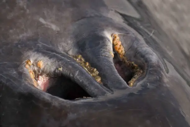 Gray Whale Blowhole, "Eschrichtius robustus, San Ignacio Lagoon, Baja California, Mexico."n