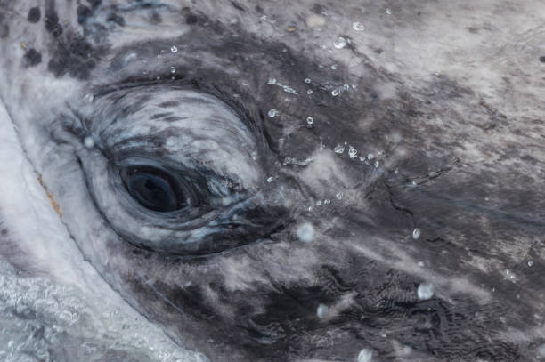 Eye of the Gray Whale, San Ignacio Lagoon, Baja California, Mexico Eye of the Gray Whale, San Ignacio Lagoon, Baja California, Mexico baleen whale stock pictures, royalty-free photos & images
