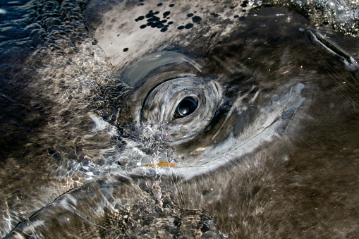 Eye of the Gray Whale, San Ignacio Lagoon, Baja California, Mexico