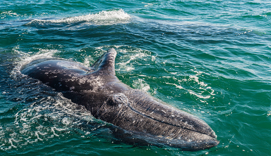 A young Gray Whale calf, Eschrichtius robustus, swimming in San Ignacio Lagoon, Baja California Sur, Mexico.