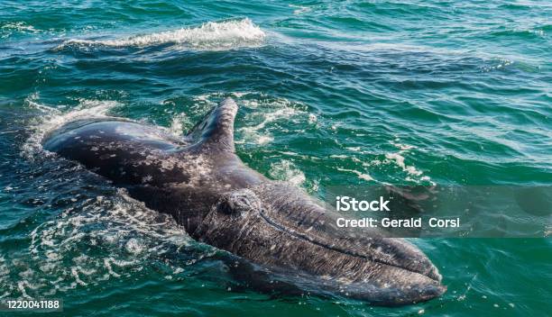 A Young Gray Whale Calf Eschrichtius Robustus Swimming In San Ignacio Lagoon Baja California Sur Mexico Stock Photo - Download Image Now