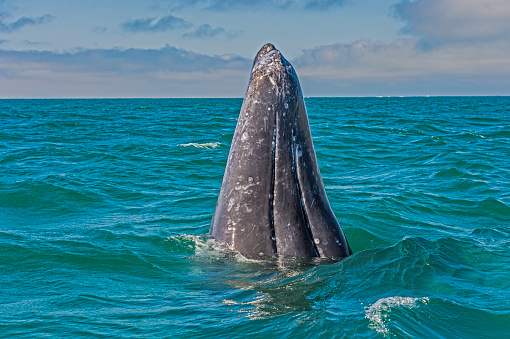 Gray Whale,  Eschrichtius robustus,  spyhopping in San Ignacio Lagoon, Baja California Sur, Mexico.