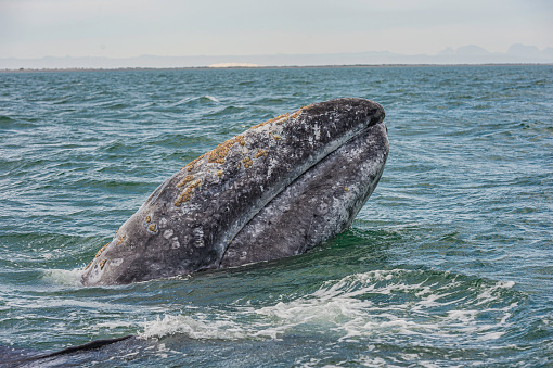 Gray Whale,  Eschrichtius robustus,  spyhopping in San Ignacio Lagoon, Baja California Sur, Mexico.