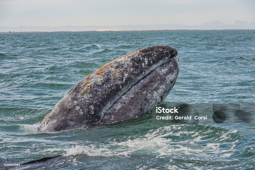 Gray Whale,  Eschrichtius robustus,  spyhopping in San Ignacio Lagoon, Baja California Sur, Mexico. Aquatic Mammal Stock Photo
