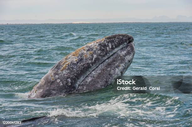 Gray Whale Eschrichtius Robustus Spyhopping In San Ignacio Lagoon Baja California Sur Mexico Stock Photo - Download Image Now