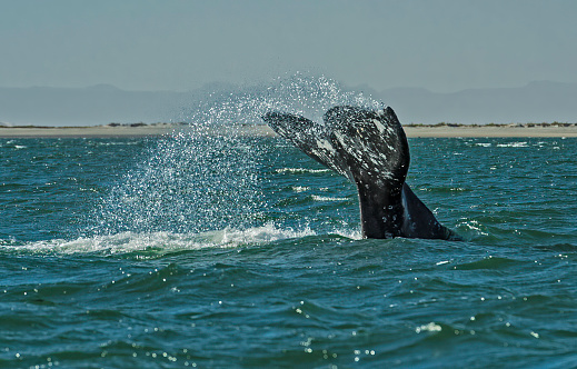 Gray Whale; San Ignacio Lagoon; Baja California Sur; Mexico, Eschrichtius robustus. Fluke or tail above the water.