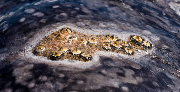 Ectoparasites on skin of the Gray Whale, Eschrichtius robustus; San Ignacio Lagoon, Baja California, Mexico; Whale Barnacles ( Cryptolepas rhachianecti); ectoparásitos en la piel de la ballena gris, eschrichtius robustus; laguna de san ignacio, baja california, méxico; barnacles de ballena ( cryptolepas rhachianecti); piojos de ballena ( cyamus scammoni, cyamus ceti, cyamus kessleri); los percebes de bal