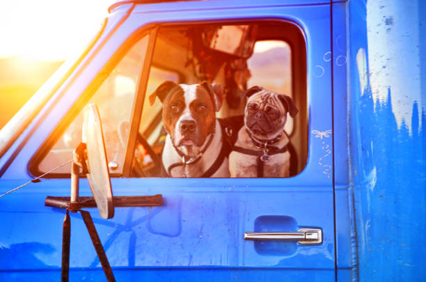 Dogs in traveling in bus.