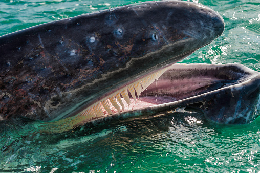 The Gray (or Grey) Whale, Eschrichtius robustus. Open mouth showing baleen or whalebone and tongue. San Ignacio Lagoon, Baja California Sur, Mexico. A young whale with its mouth open showing the baleen.