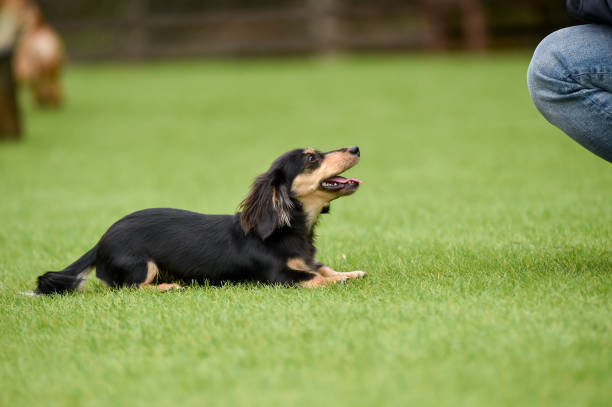 istock Dachshund playing with dog run 1220041502