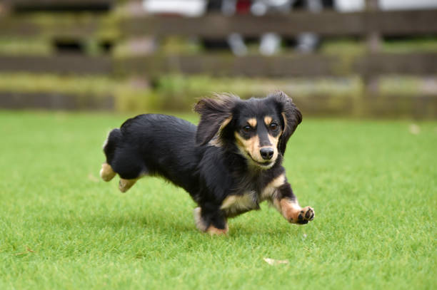 ダックスフントは犬の走りで遊ぶ - miniature dachshund ストックフォトと画像