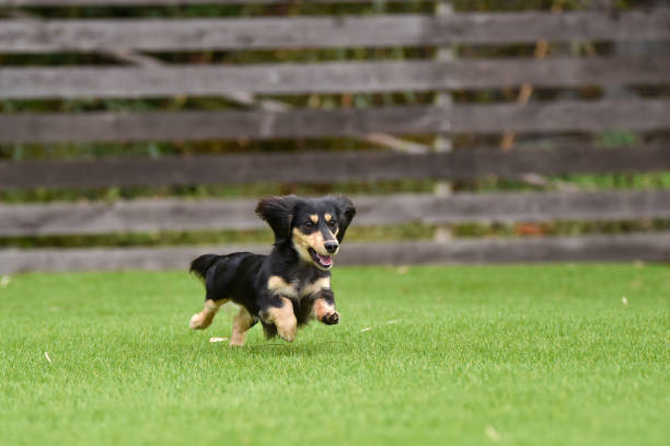 istock Dachshund playing with dog run 1220042106