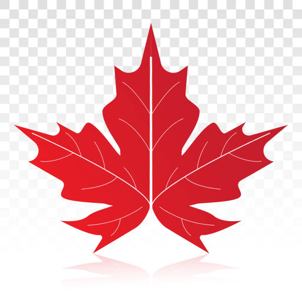 ilustrações de stock, clip art, desenhos animados e ícones de red maple leaf vector flat icon on a transparent background - canadian flag maple leaf canada computer icon