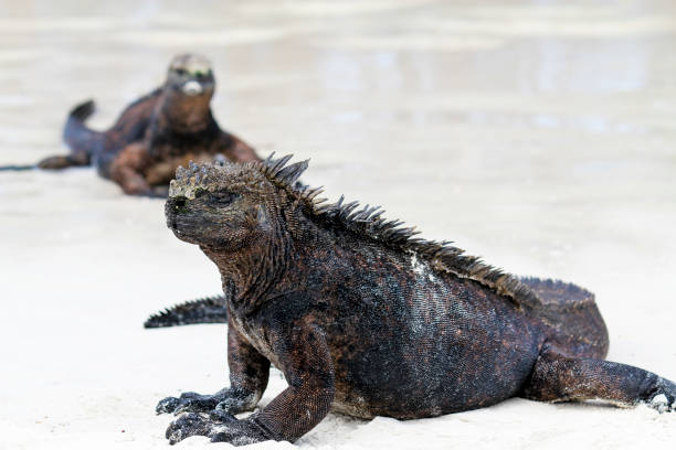 istock Marine Iguana Portrait 1220042994