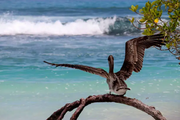 Large ocean bird watching waves rolling in on turquoise water beach