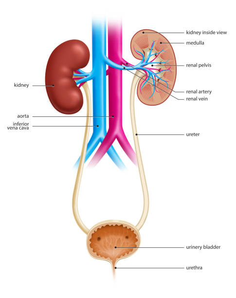 Anatomy of the Human Urinary System Illustration of the human urinary tract, showing both kidneys and urinary bladder urinary system stock pictures, royalty-free photos & images