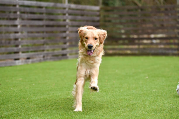 istock Golden retriever playing with dog run 1220043747