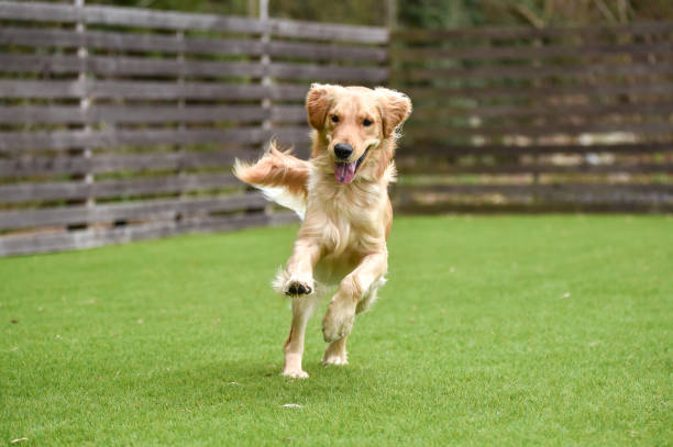 istock Golden retriever playing with dog run 1220043748