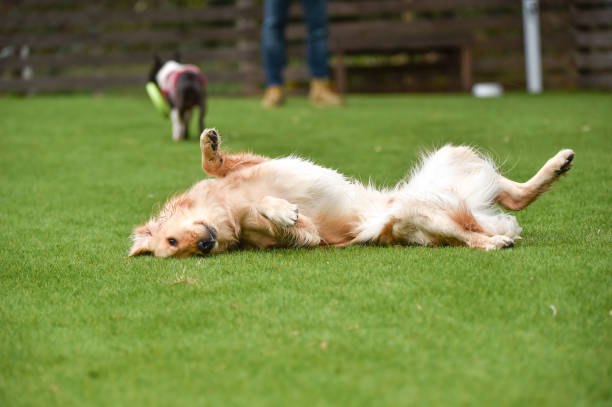 Golden retriever playing with dog run