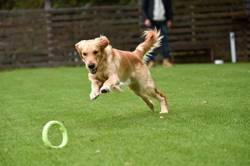 Golden retriever playing with dog run