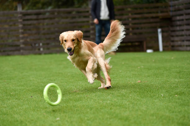 istock Golden retriever playing with dog run 1220043783