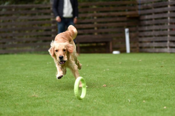 istock Golden retriever playing with dog run 1220043793