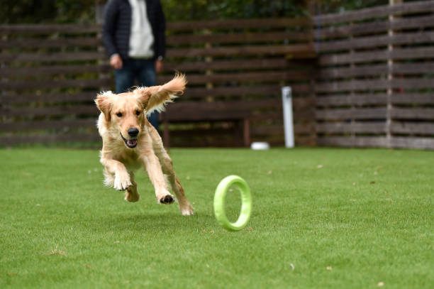 istock Golden retriever playing with dog run 1220043799