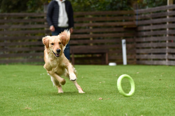 istock Golden retriever playing with dog run 1220043803