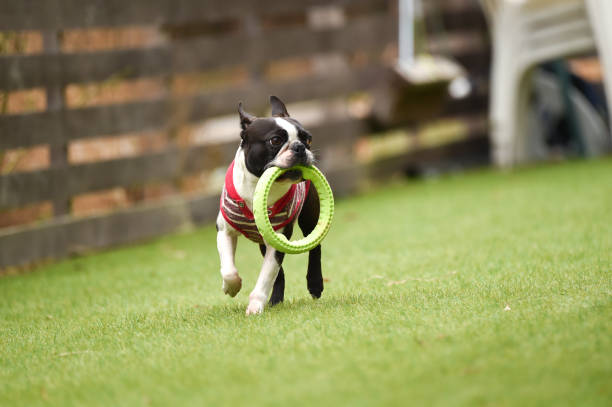 istock Boston Terrier playing in a dog run 1220044655